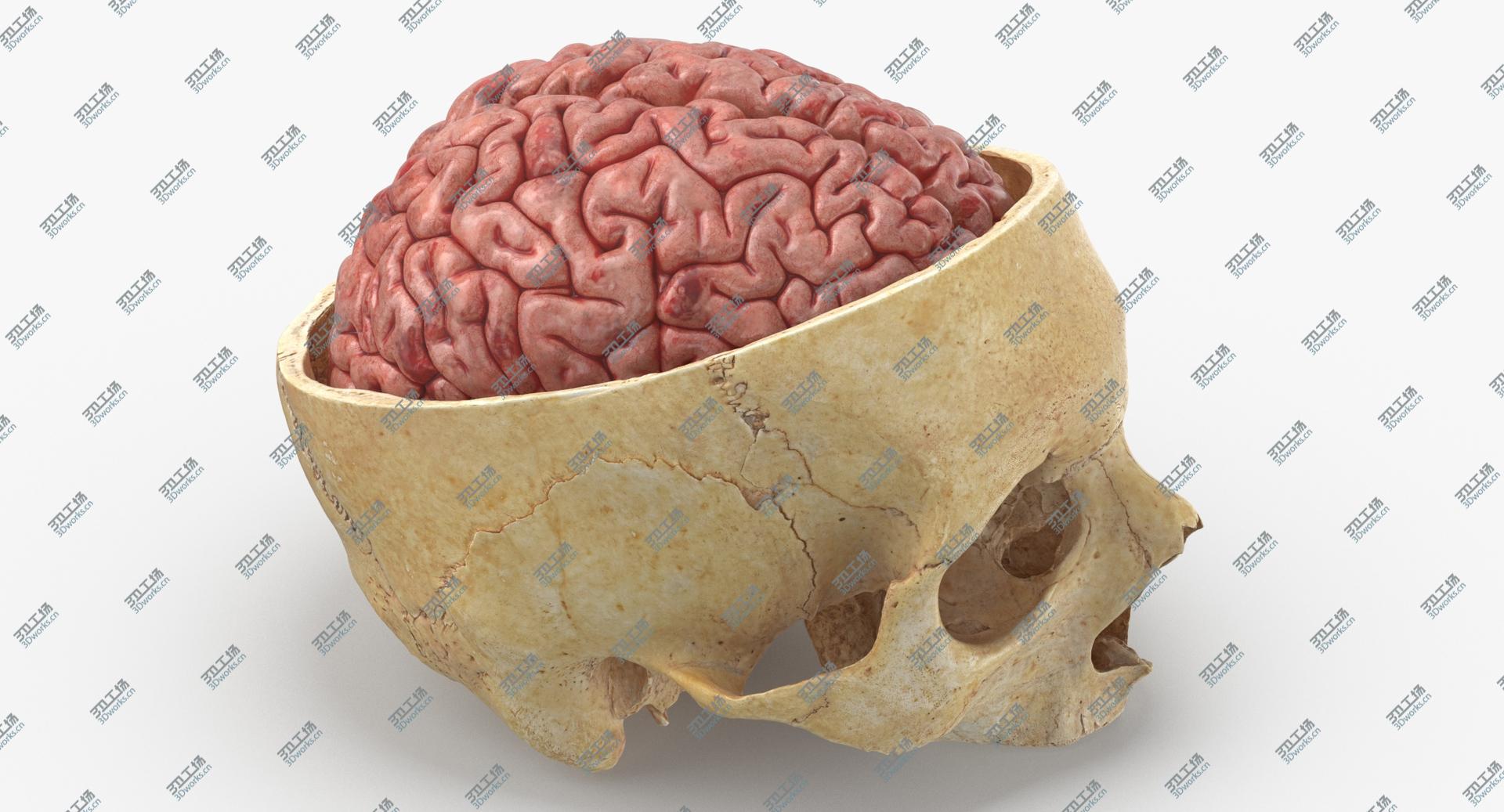 images/goods_img/202104023/Real Human Skull Cranial 02 Cut With Brain Inside 3D/3.jpg